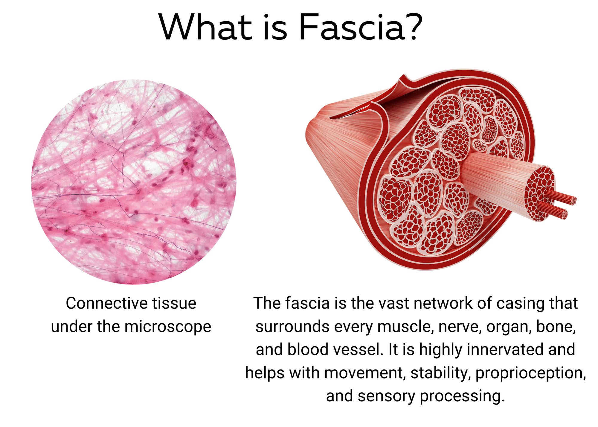 Expainer image of Fascia. Shows the fibers under a microscope as well as a cross section of the muscle 