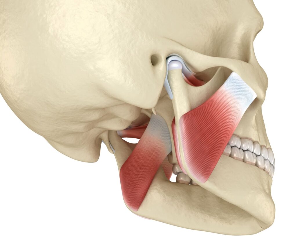 tmj massage skeleton back side view