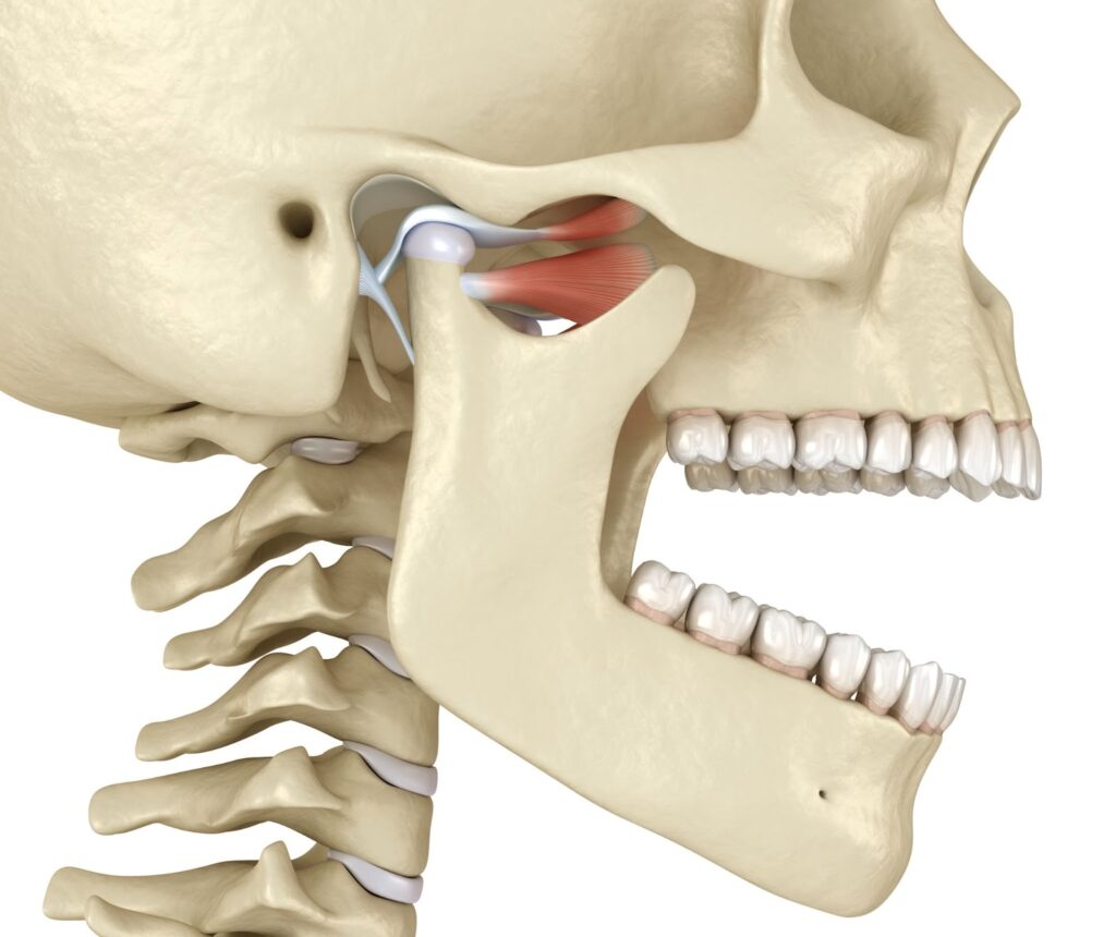 tmj massage skeleton side view