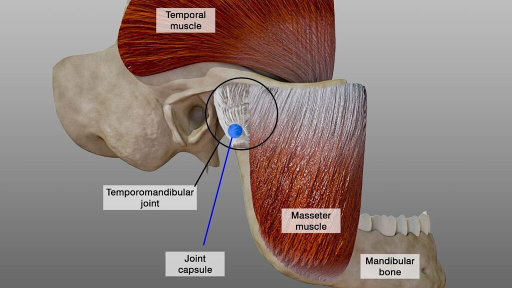 tmj massage joint capsule